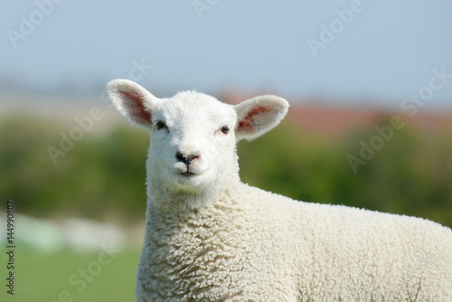 Sheep lamb standing on pasture and looking
