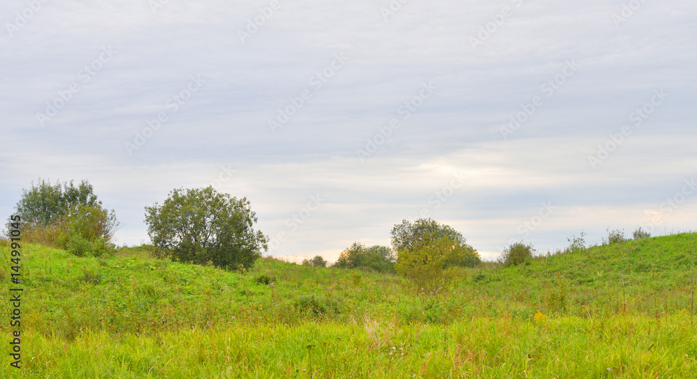 Summer landscape with field.