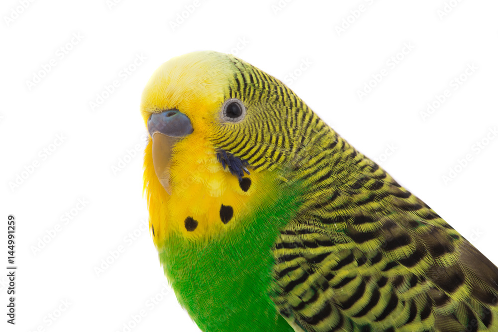 Fototapeta premium budgie