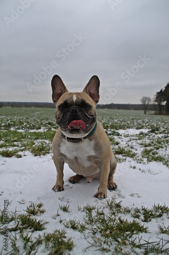 französische bulldogge sitzt auf einem feld © Bianca