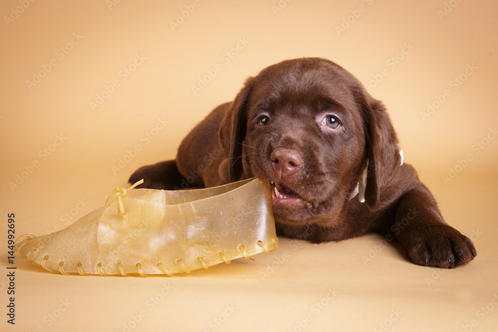 Brown Labrador retriever puppy chewing shoe on tan background Stock Foto Adobe Stock