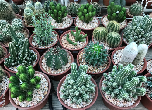 Group of various type of cactus in pot for home decoration