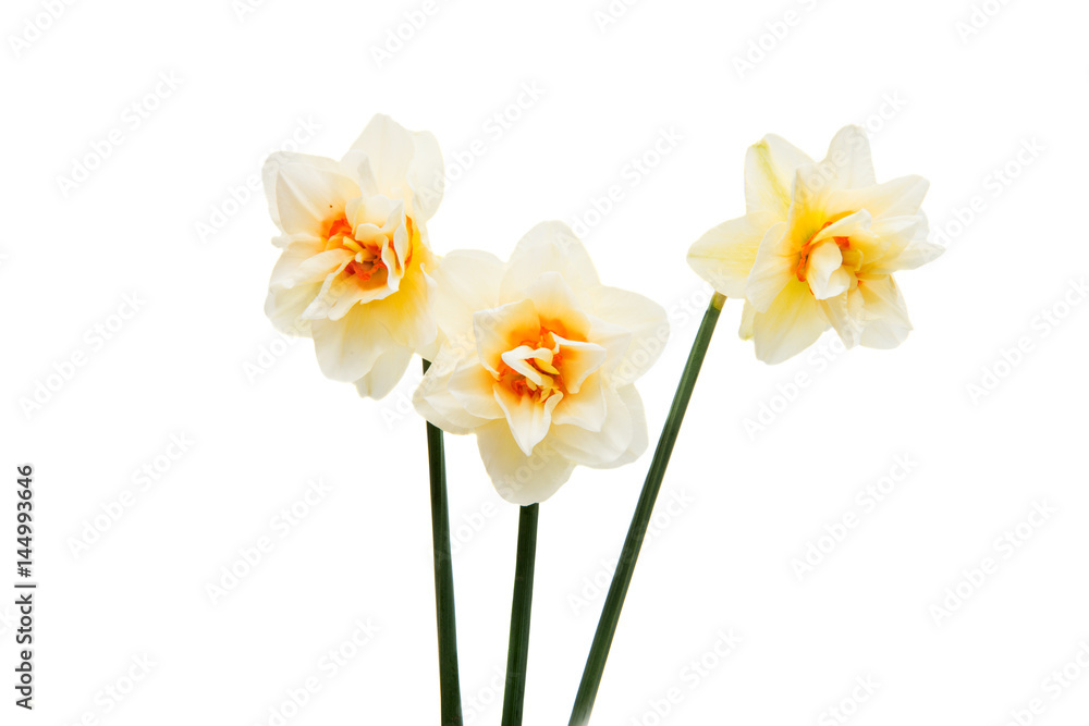 Daffodil flower isolated