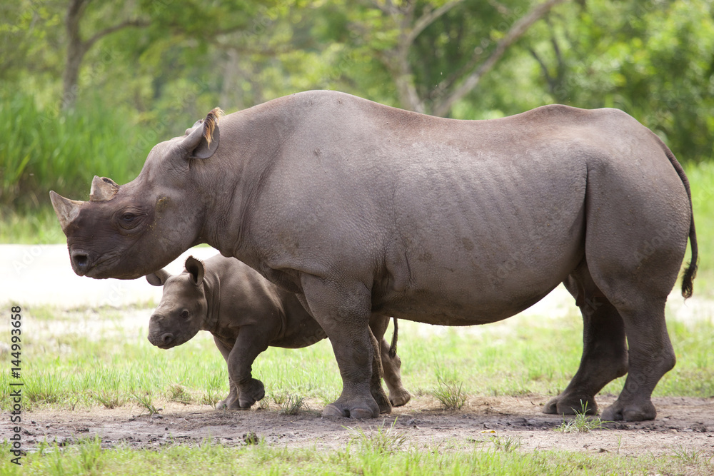 Fototapeta premium Nosorożec z dzieckiem