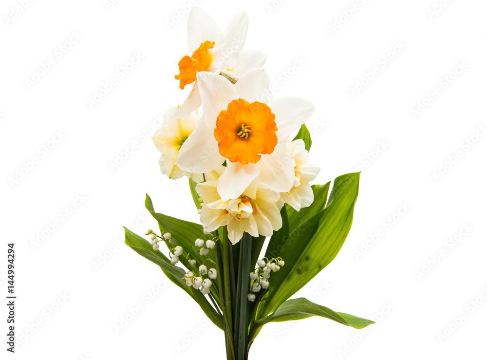 Fototapeta premium Daffodil flower isolated