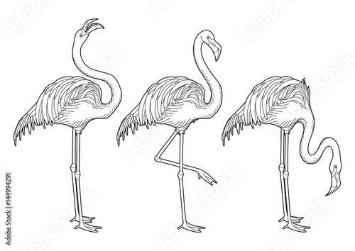 Cute graphic flamingo