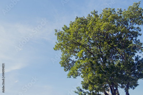 Fototapeta Naklejka Na Ścianę i Meble -  green tree  in big city park and blue sky