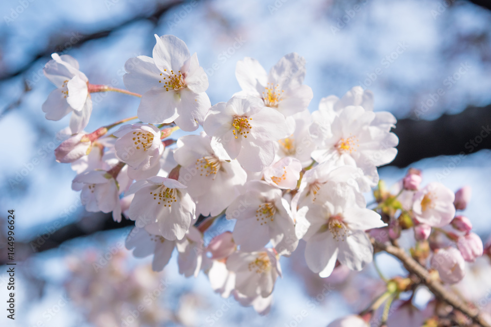 千鳥ヶ淵の桜 千鳥ヶ淵の桜