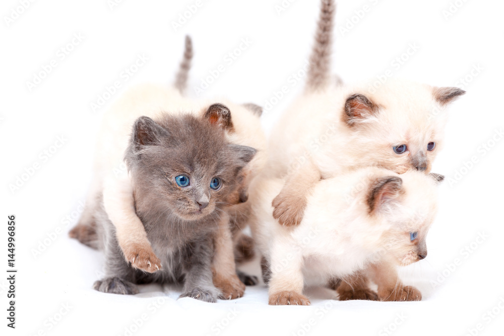 Beautiful little siamese four kittens one on the other white background. Beautiful little siamese four kittens one on the other white background.