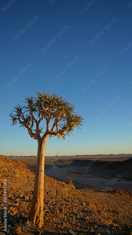 Obraz premium Quiver Tree in Fish River, Namibia