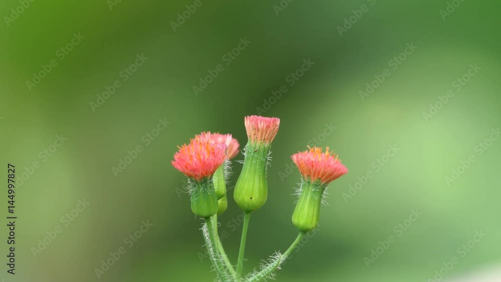 Strange tropical wild flower swaying gently with the breeze. nature background. water drops on strange flower background with copy space. ecology concept. exotic plants full hd and 4k. Strange tropical wild flower swaying gently with the breeze. nature background. water drops on strange flower background with copy space. ecology concept. exotic plants full hd and 4k.