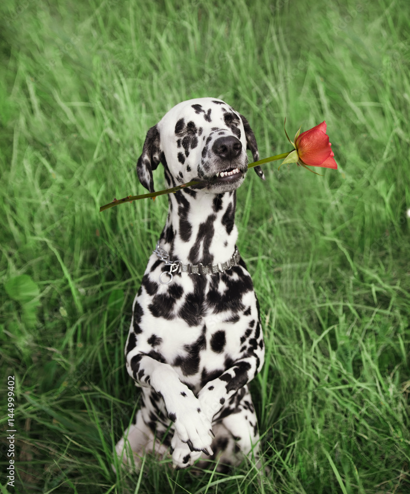 dog in love with red rose in the mouth on the grass