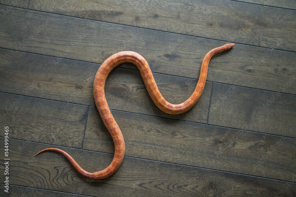 Fototapeta premium cornsnake