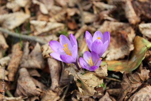 Fototapeta Naklejka Na Ścianę i Meble -  Frühling: Wilde Krokusse blühen im Wald