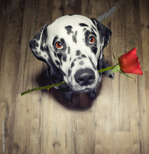 dog in love with red rose in the mouth present it photo