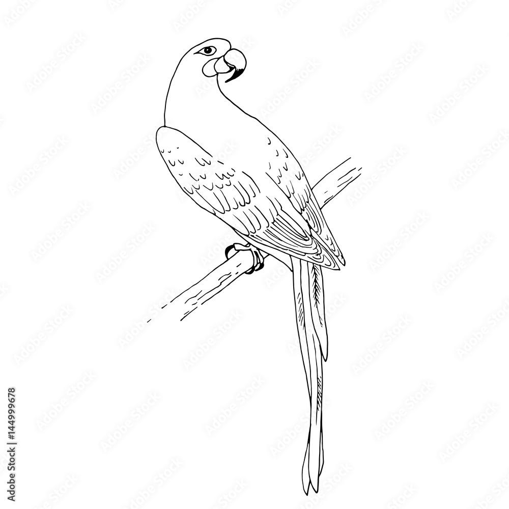 Fototapeta premium Vector macaw parrot illustration. Animal in the wild hand drawn sketch with beautiful colorful exotic bird sitting on branch in jungles. Outlines black and white design
