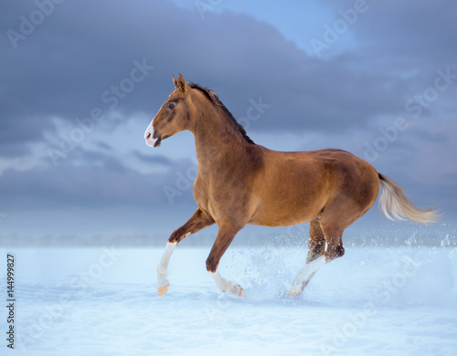 golden horse with white legs galloping in snow on sky background