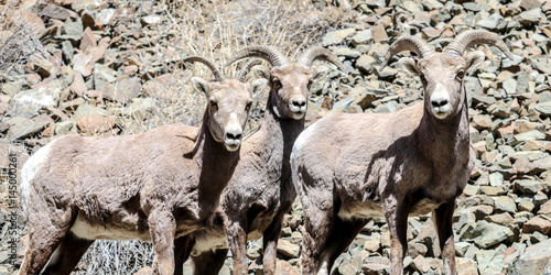 Big horned sheep in the mountains of New Mexico