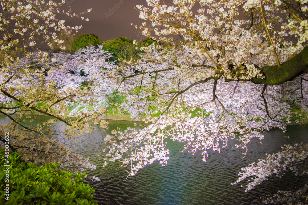 千鳥ヶ淵の桜 千鳥ヶ淵の桜