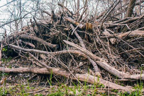 Large wood pile in park