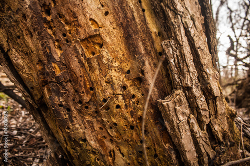 Tree trunk with insect holes