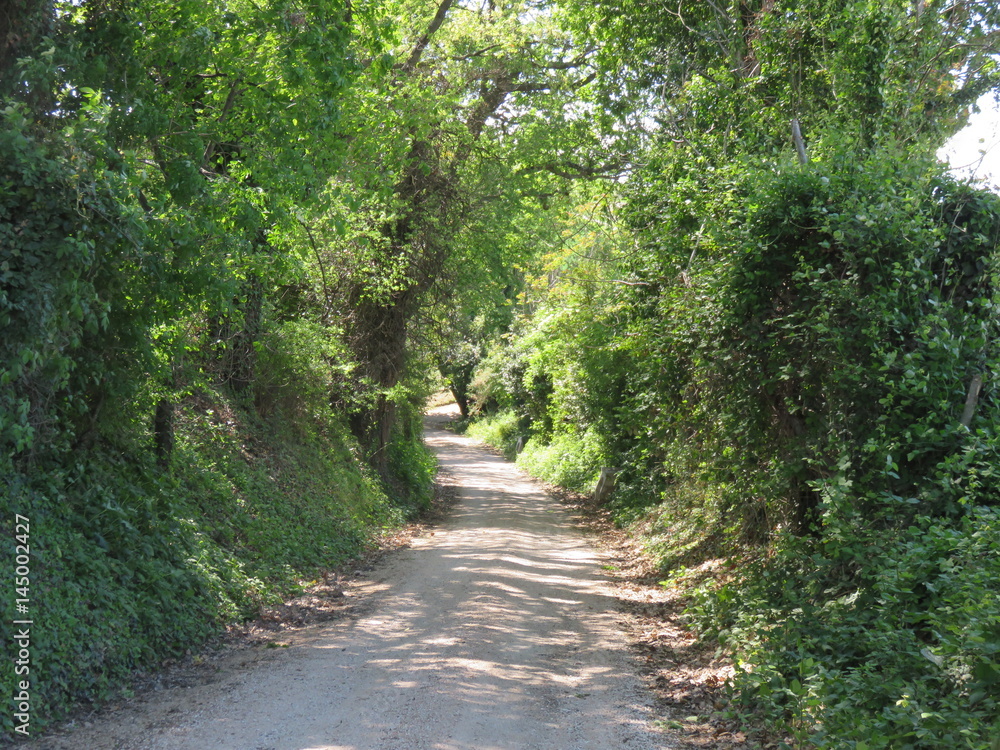 Viale alberato Viale alberato