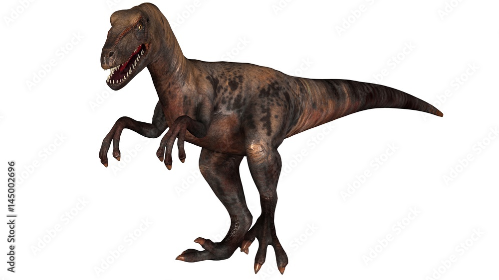 Raptor Velociraptor dinosours - isolated on white background