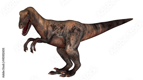 Raptor Velociraptor dinosours - isolated on white background
