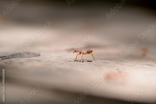 macro red ant