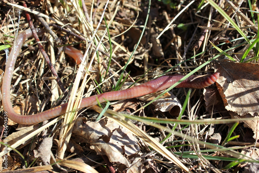 Ein Regenwurm kriecht durch das Gras einer Wiese Ein Regenwurm kriecht durch das Gras einer Wiese