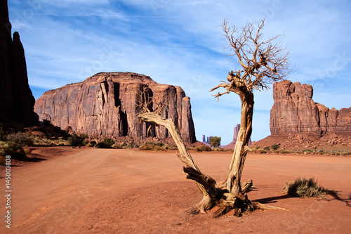 Dead Tree in Monument Valley