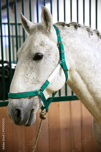 Head shot of a young beautiful lipizzan in the stable © acceptfoto