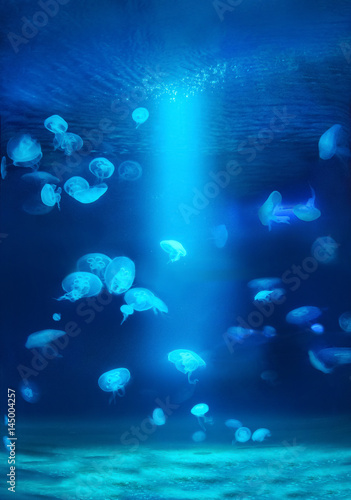 Underwater photo of jelly fishes in the ocean.