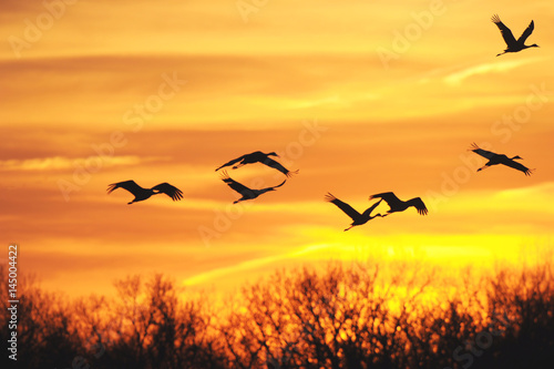 Sandhill Cranes at Evening
