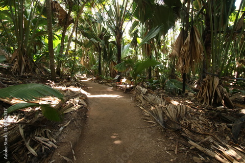 Footpath   Vall  e de Mai Nature Reserve  Praslin Island  Seychelles  Indian Ocean  Africa. The park is the habitat of the endemic coco-de-mer palm tree  which is the largest double nut in the world.