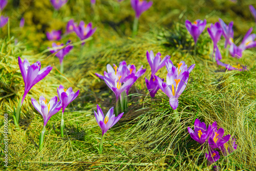 Fototapeta Naklejka Na Ścianę i Meble -  Crocuses on green grass. Spring is comming.