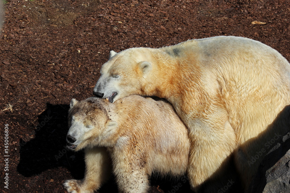 Eisbären bei der Paarung (Polarbär)