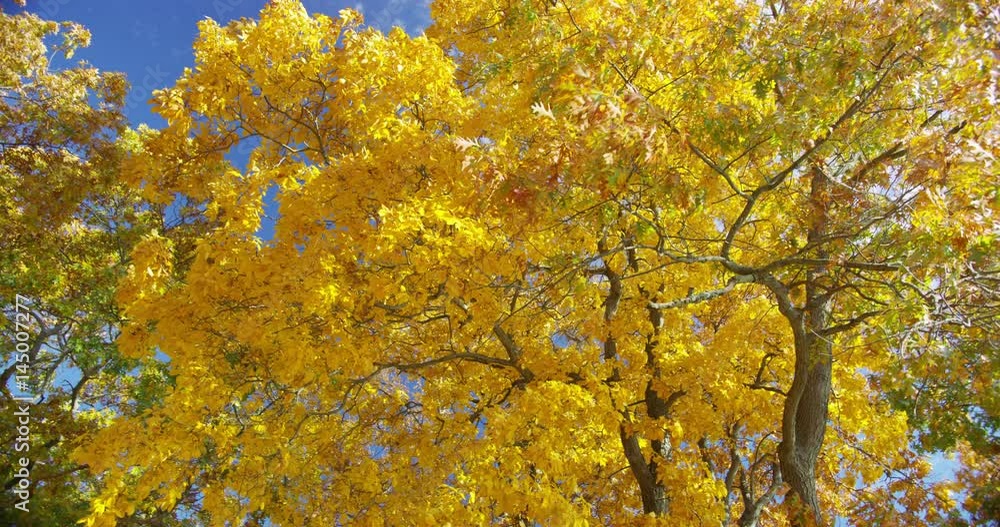 Leaves changing during Fall in Branford Connecticut. Leaves changing during Fall in Branford Connecticut.