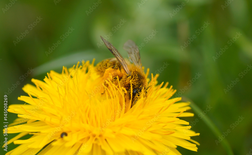 Honigbiene in der Löwenzahnblüte