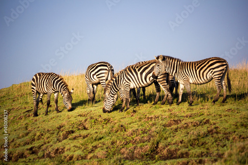 Zebras grazing in Ngorongoro  Tanzania