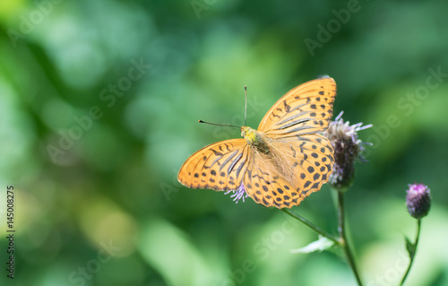Obraz na płótnie Kaisermantel - Schmetterling w salonie