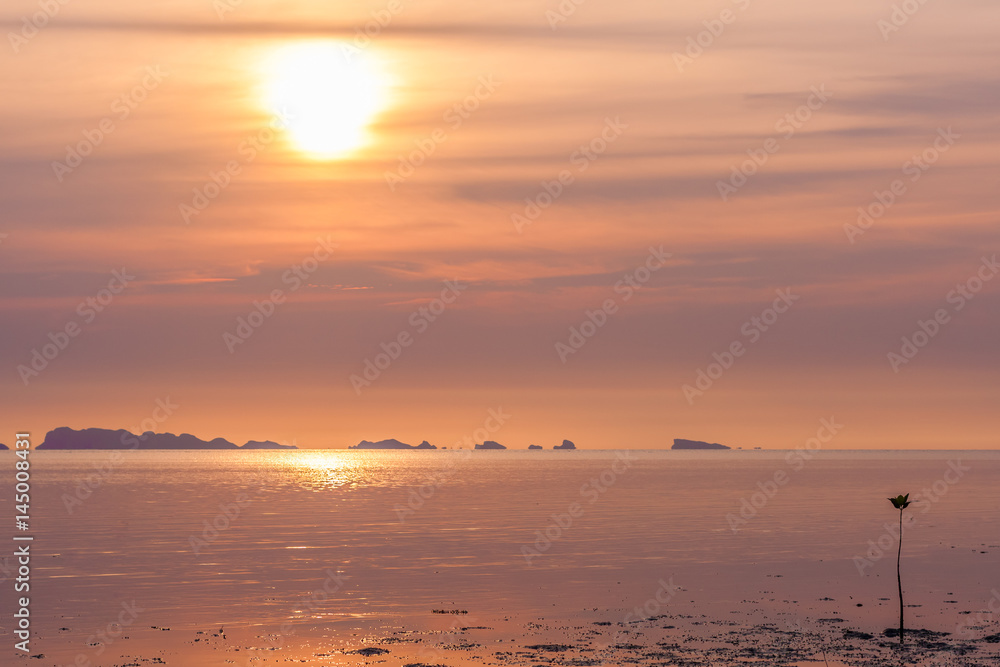 young mangrove tree and beautiful tropical sunset in thailand, asia, in scarlet orange and violet tones