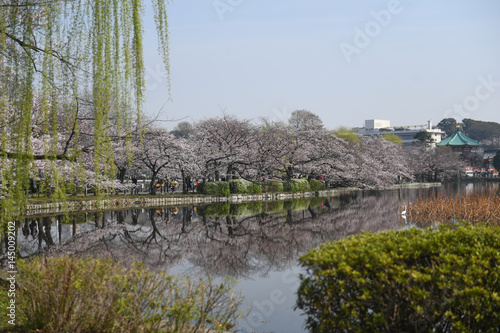 Ueno Park © Toni