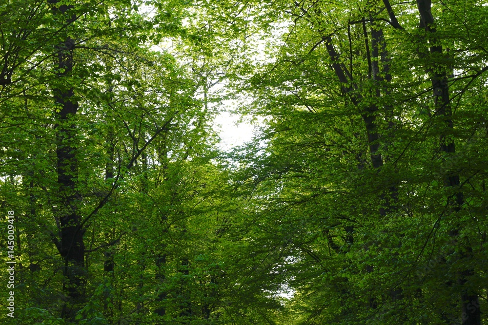 Wald an einem Frühlingsabend