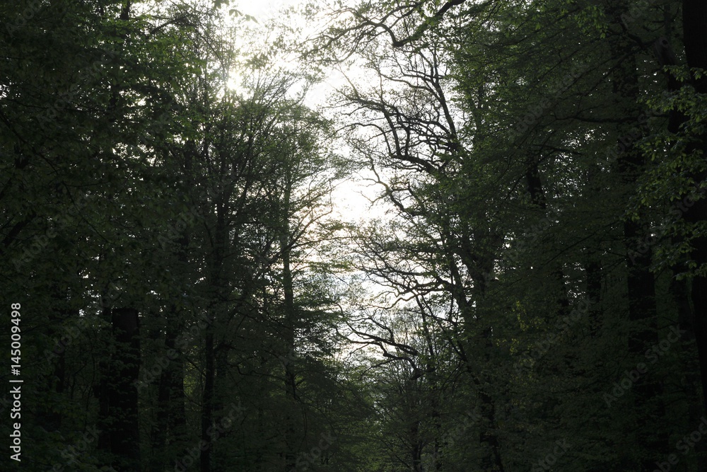 Wald am Abend Wald am Abend