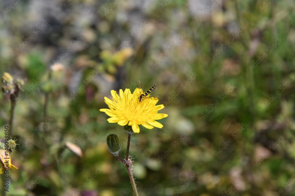 Sphaerophoria scripta Stock 写真 Adobe Stock