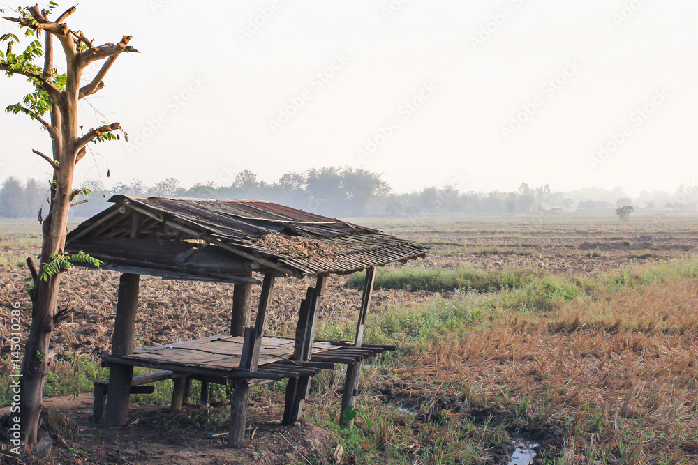 Alone hut in the middle of a Paddy Field Alone hut in the middle of a Paddy Field