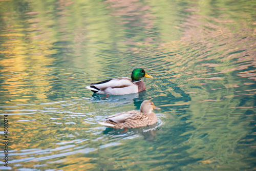 Mallard duck on the lake