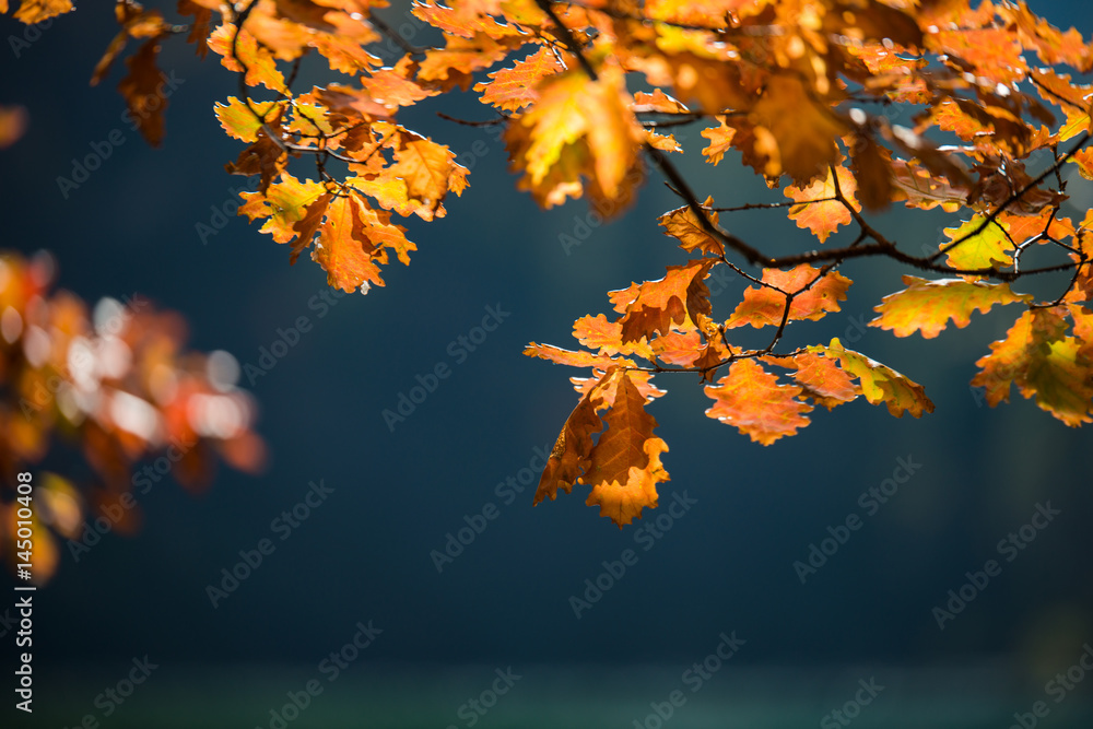 Autumn leaves, , selective focus Autumn leaves, , selective focus