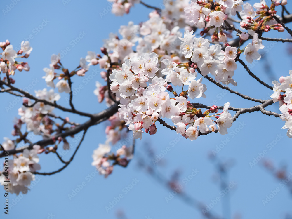 Beautiful Sakura Flowers in Japan, Selective Focus with place your text Beautiful Sakura Flowers in Japan, Selective Focus with place your text